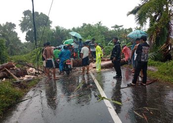 Cuaca Buruk Picu Pohon Tumbang di Leihitu,  2 Rumah Rusak, Jaringan Listrik Putus