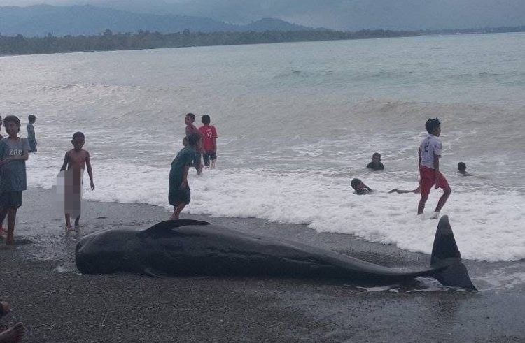 Seekor anak puas terdampar di pesisir pantai Desa Atiahu, Kecamatan Siwalalat, Kabupaten Seram Bagian Timur, Maluku, Senin (2/2/2026)